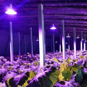 Cheap LED Plant Growth Lamp Full Spectrum High Power Complement Lamp for sale