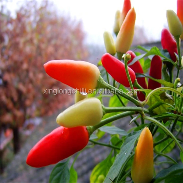 Tianjin Red Chilies Authentic Spicy Flavor from China