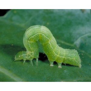 Organic Farming Kill Cabbage Worm PrGV Ecological Biological Pesticide