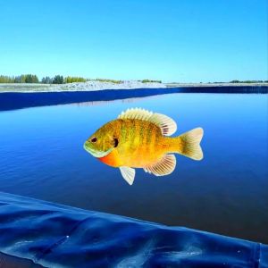 Outdoor HDPE LDPE LLDPE Liners for Aquaculture Pond Swimming Pool Reservoir Dam