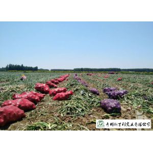 Natural Fresh Onions , Fresh White Onion Suitable Dry Storage Environment