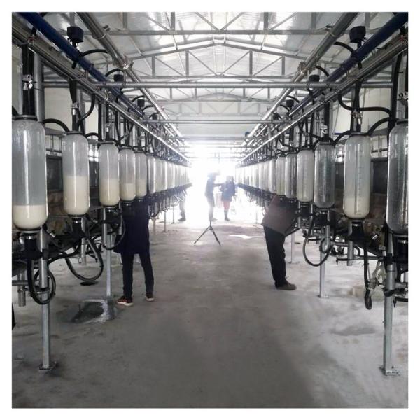 Quality Automatic Vacuum 2100L Herringbone Milking Parlor with Sunction Function wholesale