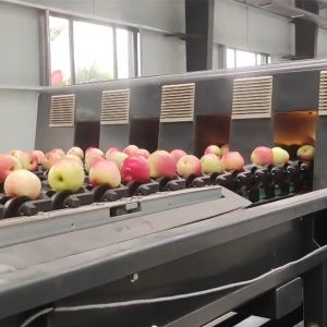 Automatic Apples Sorting Machine 50 - 150mm For Fruit Size Sorting