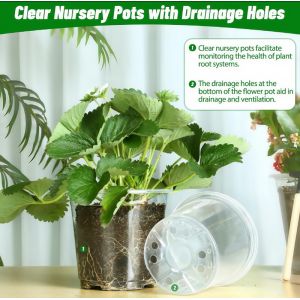 Transparent Phalaenopsis Flower Pot With Not Coated Finishing