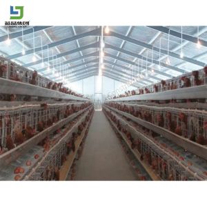 Prefabricated Low Cost Steel Structure Poultry House Construction Layer Cage