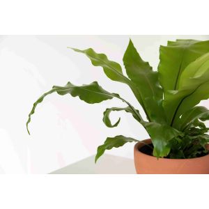 Modern Plastic Potted Artificial Bonsai Bird Nest Fern