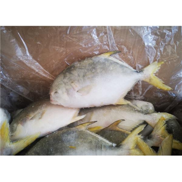 Health Golden Pomfret Fish 350G Fresh Frozen Seafood For Hotel