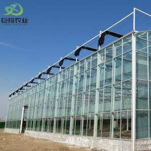 Customized Film Thinckness Multi-Span Glass Sheet Greenhouse for Tunnel