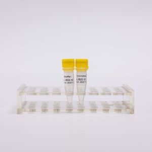 10000U Gold Reverse Transcriptase PCR R3002 Colourless Appearance