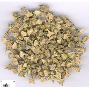 high quality fructus tribulus terrestris p.e Saponins -- Tribulus terrestris L.