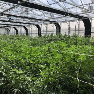 Width 8m-9m Automatic Blackout Greenhouse System With Rolling Blackout