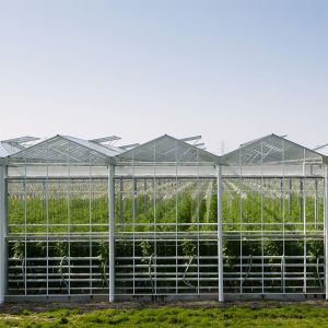 Cheap Hydroponic Growing System Venlo Glass Greenhouse Galvanized Steel Frame for sale
