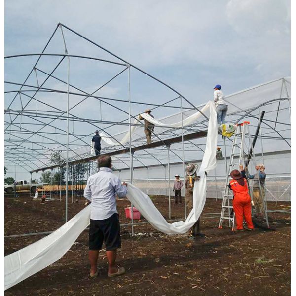 Poly Multi Span Greenhouse With Sawtooth Roof Ventilation 10-60 Meter