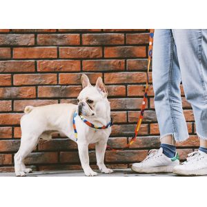 Y Front Polyester Hidream Profusion Dog Harness With Adjustable Neck And Chest S