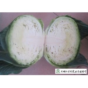 Cheap Natural Bright Green Flat Dutch Cabbage , Ball Cabbage Maintaining Enhancing for sale