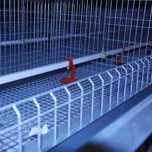 China High Temperature Resistant Baby Chick Cage Durable With Nipple Drinker on sale