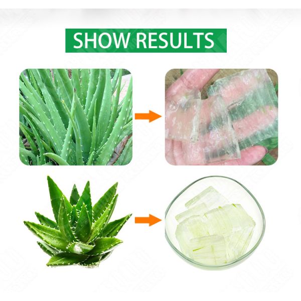 Stainless steel aloe vera leaf peeling machine / automatic aloe vera gel extraction machine