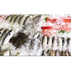 2.8KW 800KG Industrial Flake Ice Maker Machine , Small Flake Ice Machine