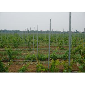 2.4 Meter Steel / Iron Plant Support Posts For Grape Growing 50x30mm Section