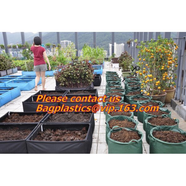 vegetables, fruits, seeds, bedding plants, tomatoes, peppers, cucumbers, tree