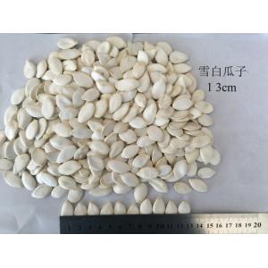 China 99% Purity Roasted Pumpkin Seed on sale