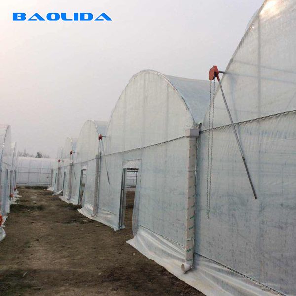 Vegetables Multispan Poly Tunnel Greenhouse With Cooling Ventilation System