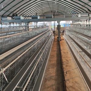 Hot Galvanized Poultry Farming Equipment Automated Layer Chicken Broiler Chicken