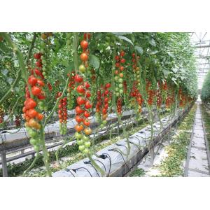 Strong Structure Multi Span Greenhouse , Plastic Tomato Greenhouse Section 4m