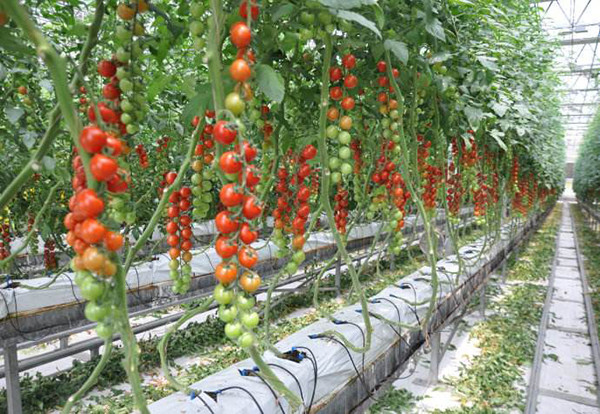 Quality Strong Structure Multi Span Greenhouse , Plastic Tomato Greenhouse Section 4m wholesale