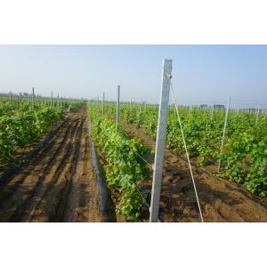 China 8ft Galvanised H Hole Type 2mm Vineyard Trellis Posts on sale