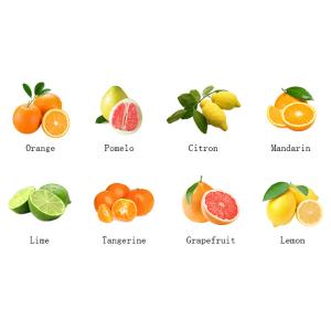 SUS304 500T/D Citrus Processing Line Automatic Juice Extracting