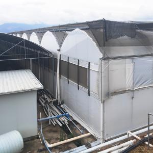 Automated Blackout Multi-span Light Deprivation Mushroom Greenhouse