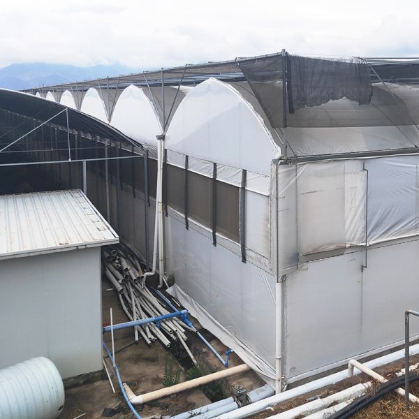 Quality Automated Blackout Multi-span Light Deprivation Mushroom Greenhouse wholesale