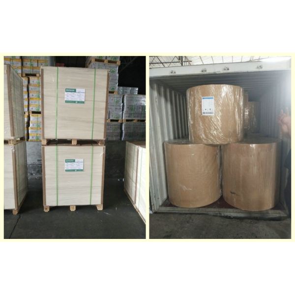  Jumbo Rolls 200gsm + 15PE Coated White Paper For Paper Cups 700mm Width