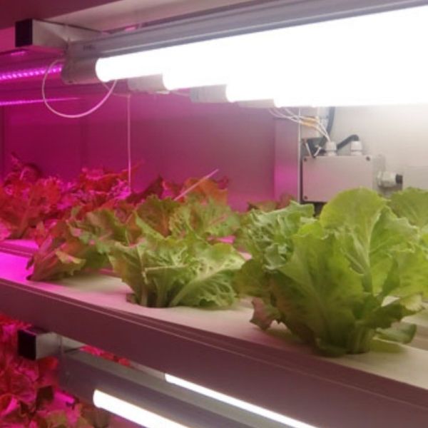 Quality Multi-Span Agricultural Greenhouses JX Container Greenhouse for Eco-Friendly Growing wholesale