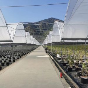 Single Layer Rain Shelter Greenhouse with Small Spire Top or Round Top for Grape