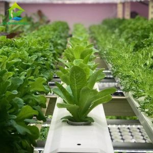 Automated Intelligent Planting System Container Farm Multi-layer Vertical NFT