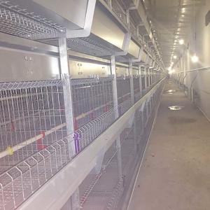 China Front Door A Type Layer Cages , 2.3mm - 4.2mm Wire Dia Automatic Chicken Cage on sale