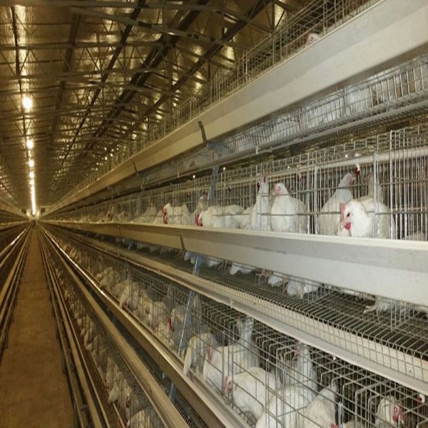 Quality A Type Poultry Battery Layer Chicken Cage System Hot Galvanized Q235 Steel Wire wholesale