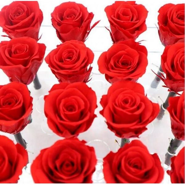 Quality Red Real Forever Rose , Real Flowers That Last Forever For Wedding Decoration wholesale