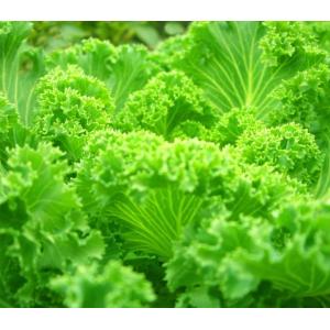 China Juxiang 40hq Reefer Container Greenhouse Shipping Cost and Estimated Delivery Time on sale