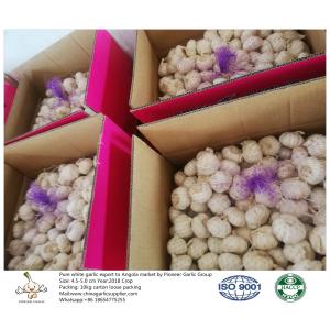 China fresh garlic export to Angola with 4.5-5.0cm 10kg loose packing carton.