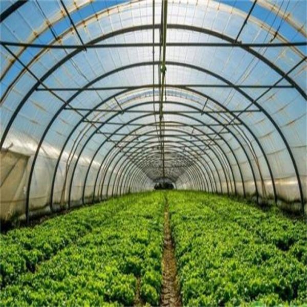 Quality Film Cover Single Layer Agricultural Greenhouse for Sustainable Farming wholesale
