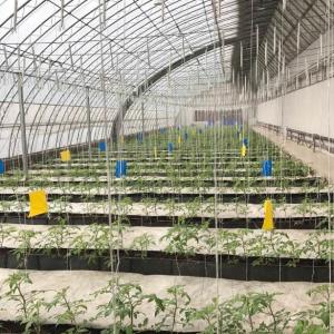 Soilless Growing System PP Growing Trough Colletcing Trough Black Growing