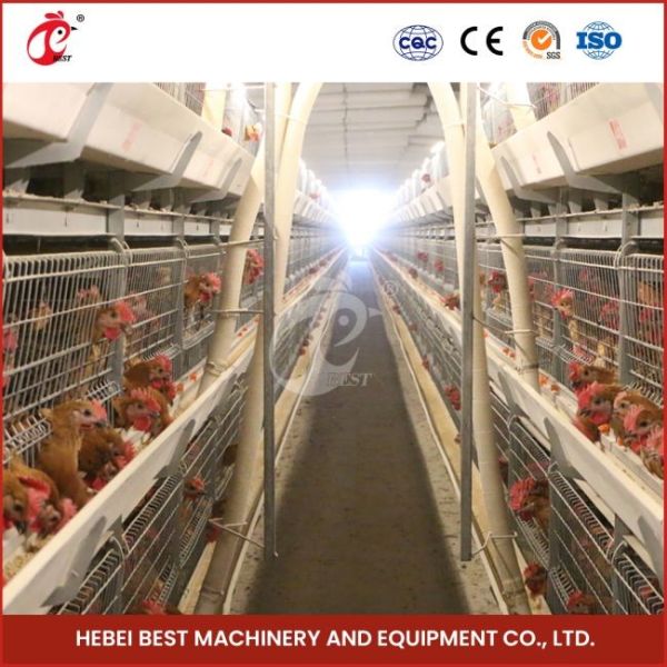 Quality 12 Cells A Type Broiler Chicken Cage With 3 Tiers Fast Shipping Mia wholesale