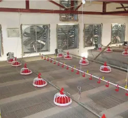 Automatic Chicken Poultry Equipment Chicken Feeding Line 50-100kg/H