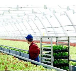 China Customized Snow Vibrator Greenhouse for Tomato Planting Single or Multi Span Large on sale