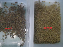 320 Channels Optical CCD Color Sorter Raisin Color Sorting Machine with CE