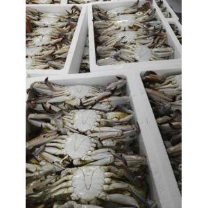 30 Kw Fast Freeze Chest Mesh Belt Tunnel Freezer 1500KG/H 2500KG/H