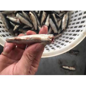 Natural Glaze HGT Fresh Frozen Sardines For Canning